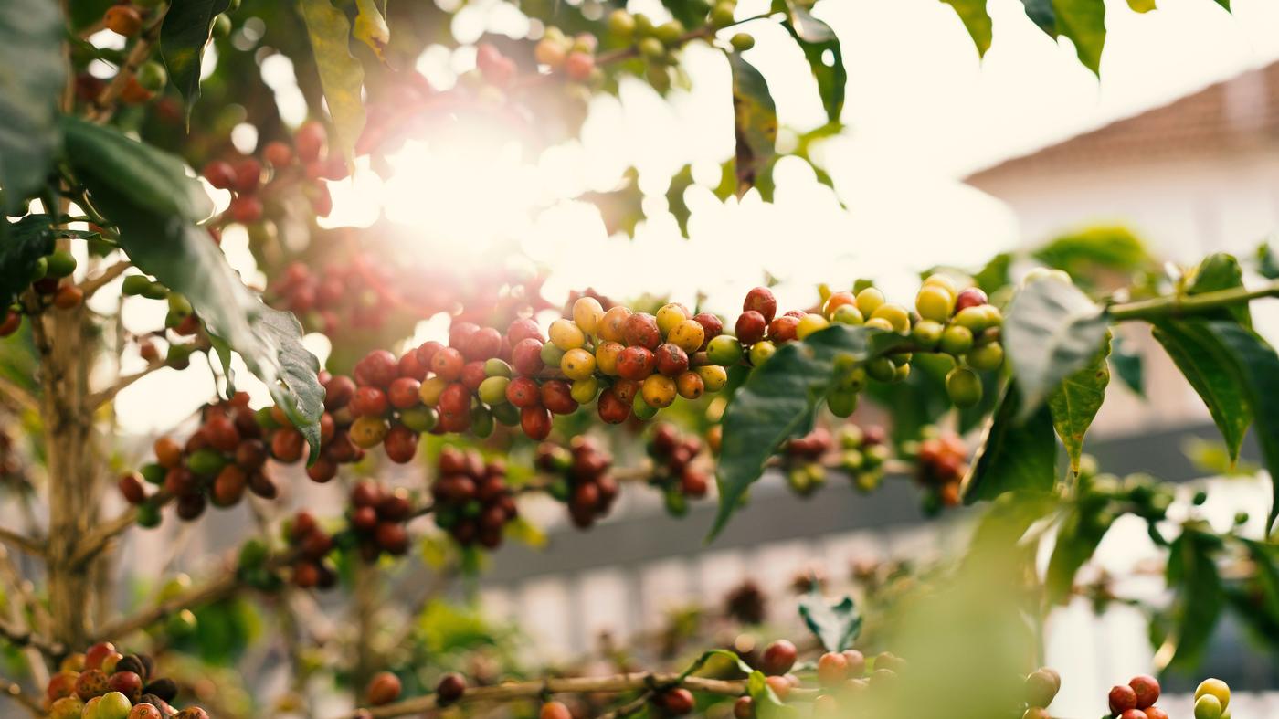 Ramo de café com cerejas em diferentes estágios de maturação